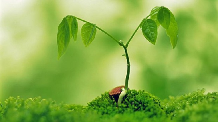 ¿En caso de escasez de energía? ¿Cómo sobreviven las plantas?